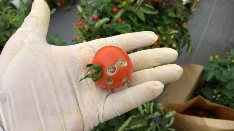Praga em tomate